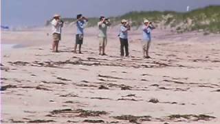 The Plight of the Piping Plover [upl. by Ahsitel]