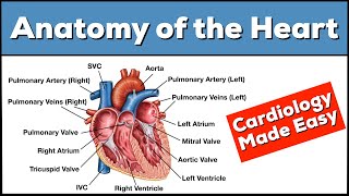 Anatomy of the Heart Structures and Blood Flow Cardiology Made Easy [upl. by Selij]