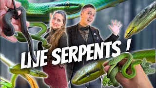 COMMENT VONT MES SERPENTS  Ça a grandi  Loma Live  Ep 7 [upl. by Nyrol]