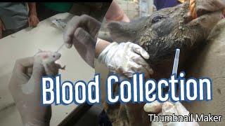 Pig Blood Collection  Blood collection from Laboratory Mice [upl. by Eissak292]