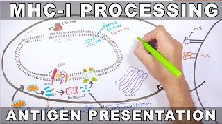 Comparison of different antigen presenting cells [upl. by Morton]