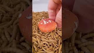 Mealworms vs POISONOUS MUSHROOM [upl. by Domela]