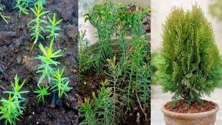 Thuja Tree Growing From Seed Easiest Method  Morpankhi Plant [upl. by Aikam]