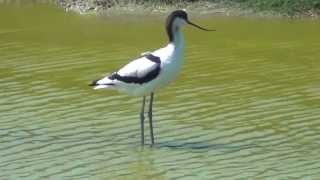 Pied Avocet Birds of the Netherlands [upl. by Yuria]