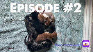 Episode 2  New Friends Kittenish Kittens [upl. by Cherice]