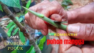 100 berhasil Cara kombinasi mangga dengan tehnik sambung pucuk [upl. by Eelreveb]