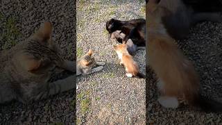 😻When mommy loves Cabby so much cat catlover kitten pets animals funnycats funnyshorts [upl. by Shawnee977]