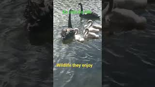 wild GanZa guys in the Lake of Palmerston North esplanade park [upl. by Salman]