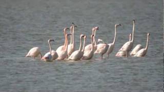 Parade nuptiale du flamant rose Camarque [upl. by Wrennie]