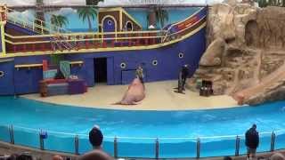 SeaWorld Orlando  Clyde and Seamore Take Pirate Island  CompleteFull video [upl. by Kaiser473]