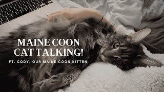 Maine Coon Cat Talking  “I Want My Morning Cuddles” [upl. by Adnolehs418]