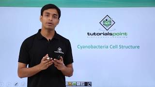 Class 11th – Cyanobacteria  Cell Structure  Biological Classification  Tutorials Point [upl. by Bellda204]