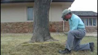 Stump Grinding Removal Determining stump diameter  A Stump Man Tree and Stump Removal Service [upl. by Ydnic]