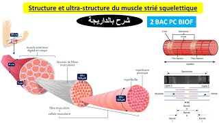 Structure et ultrastructure du muscle strié squelettique 2 bac pc BIOF شرح بالداريجة [upl. by Ahtebat]