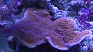 Montipora capricornis [upl. by Perlie]