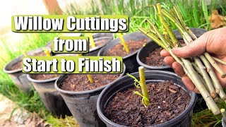 Complete Guide on Propagating and Growing Willow Tree Cuttings START TO FINISH [upl. by Isnam]