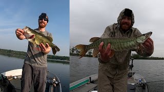 Musky Follow Fest With Giant Bass [upl. by Annayd]