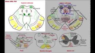 Midbrain simplified sections of internal structure [upl. by Wurster]