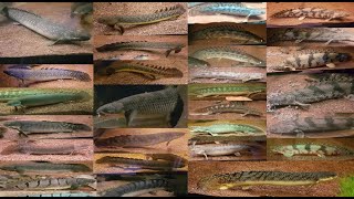 Feeding every BichirPolypterus species [upl. by Yssor787]