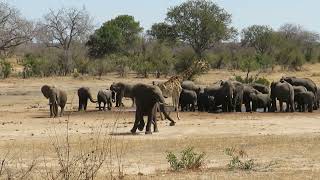 Kruger National Park Maroela Camp [upl. by Bik618]