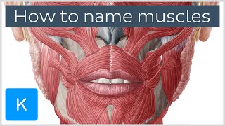 How are muscles named  Terminology  Human Anatomy  Kenhub [upl. by Ecargyram]