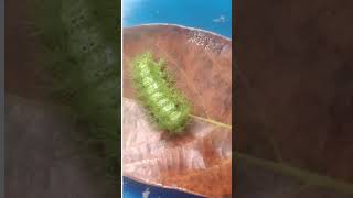 Cup Moth Caterpillar insects animals knowledge wildlife nature viralvideo viralshorts [upl. by Annaiviv]