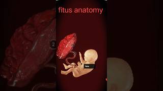 fital anatomy and physiology [upl. by Atiuqes850]