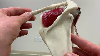 Arthrokinematics of the Acromioclavicular Joint [upl. by Neall]