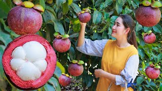 Early season of mangosteen  Juice purple mangosteen collect  eat  Harvest fruit in my homeland [upl. by Ocimad115]