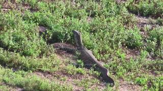 Nile Monitor Lizard swimming across the lake and going ashore [upl. by Frodi]