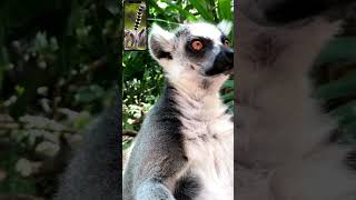 ¡Lémur de Cola Anillada Nocturno y Encantador😱😎 animales youtubeshorts lemur [upl. by Haroppizt]