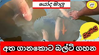 මෙහෙම මාලු 🐠🐠මාර වැඩ කෑලි ටිකක්නෙ දාන්නේ fish kolanitissa [upl. by Leiad153]