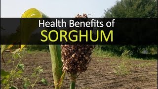 10 Health Benefits of Sorghum [upl. by Noseaj273]