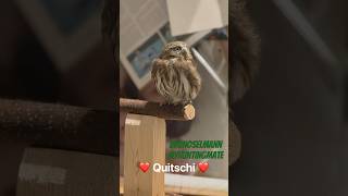 pygmy pygmy owl owl sperlinhskauz brunoselmann myhuntingmate nature birds quitschi [upl. by Neumann]