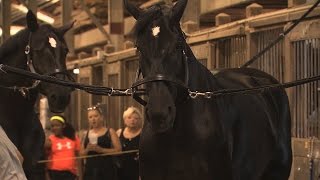 Horses  Clydesdales and Percherons  Iowa State Fair 2015 [upl. by Adnerol993]