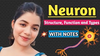 Neuron  Structure Function and Types of Neuron  Biology Important Topic [upl. by Elburt]