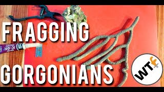 How to Frag Gorgonian aka Sea Fan Corals  Coral Cutting Tutorial [upl. by Innoj]