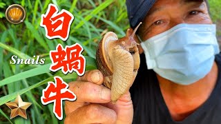 野味45集  白蝸牛  塔香 鹽酥  snails  萍哥Pinger [upl. by Manella581]