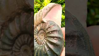 Stunning Ammonite Fossil Find [upl. by Gabrielson276]