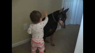 Doberman submissive to a baby girl [upl. by Shir]