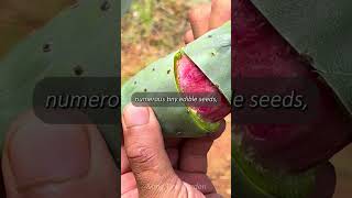 Cactus Fruit  Tasting Prickly Pears [upl. by Ffirahs]