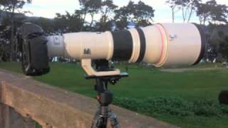 A Practical Review Canon 800mm f56 Lens [upl. by Ttoille614]