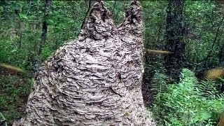 MASSIVE Yellow Jacket wasp nest in Florida [upl. by Auburn127]