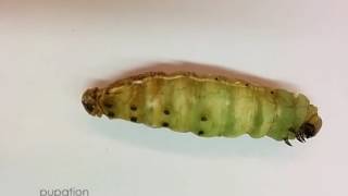 From Larva to Pupa Pupation of Manduca sexta [upl. by Tirma986]