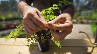 How to Grow and Care for Maidenhair Ferns [upl. by Semela]