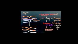 Different phase of meiosis  Prophase 1  Zygotene  Pachytene  Meiosis [upl. by Reni360]