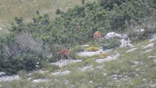 Capreolus capreolusVideo by M Buntić [upl. by Laresa135]