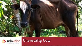 Cheruvally Cow Cattle breed Kerala  India Video [upl. by Rosalind]