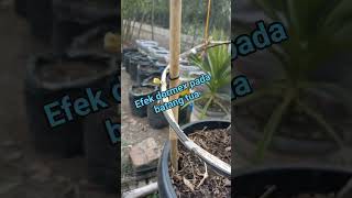 Efek dormex pada batang tua anggur ‼️percabangan tersier anggur videoshort berkebun tabulampot [upl. by Abernathy]