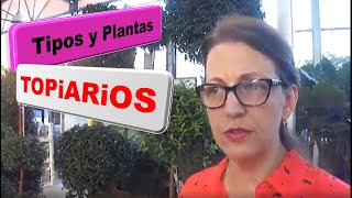 Como puedo hacer un topiario que es que planta necesito podar redondos en espiral y conos 17 [upl. by Mellen]